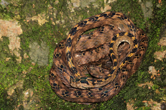 Boiga quincunciata