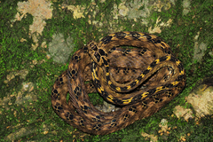 Boiga quincunciata
