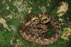 Boiga quincunciata