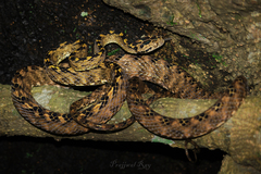 Boiga quincunciata