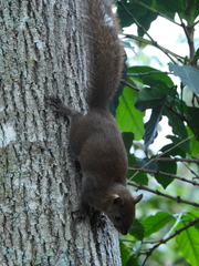 Sciurus granatensis