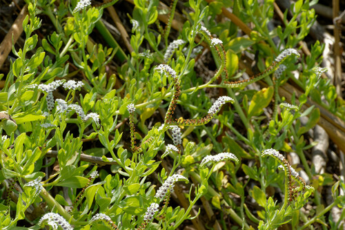 iNaturalist observation photo of alkali heliotrope