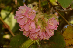 Dombeya wallichii