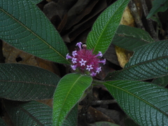 Palicourea erythrocephala
