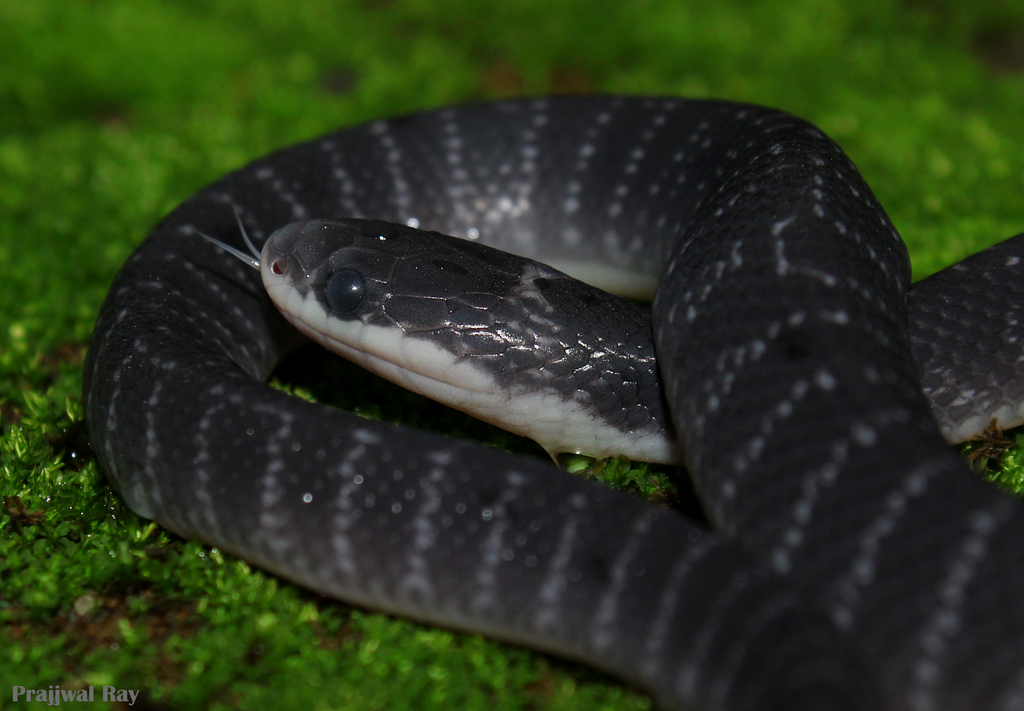 Sind Krait
