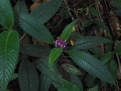 Palicourea erythrocephala