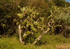 Opuntia arechavaletae