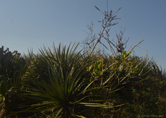 Dyckia maritima