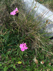 Dianthus nitidus