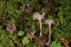 Craterellus sinuosus