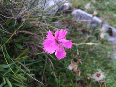 Dianthus nitidus