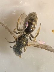 Lasioglossum leucopus