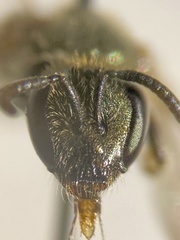 Lasioglossum leucopus