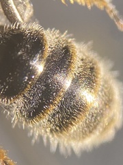 Lasioglossum leucopus