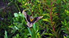 Tigridia vanhouttei