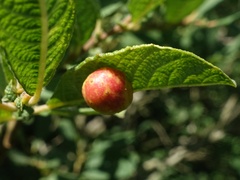 Euura pedunculi