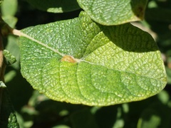 Euura pedunculi