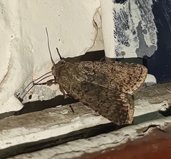 Caradrina clavipalpis