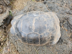 Chelonoidis niger becki