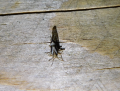 Delphax crassicornis