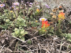 Castilleja mendocinensis