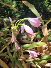 Crinum moorei