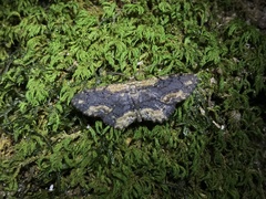 Microcalicha fumosaria