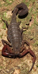 Tityus metuendus