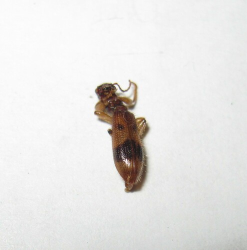 Long-necked Cymatodera photo 5