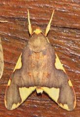 Trichromia declivis