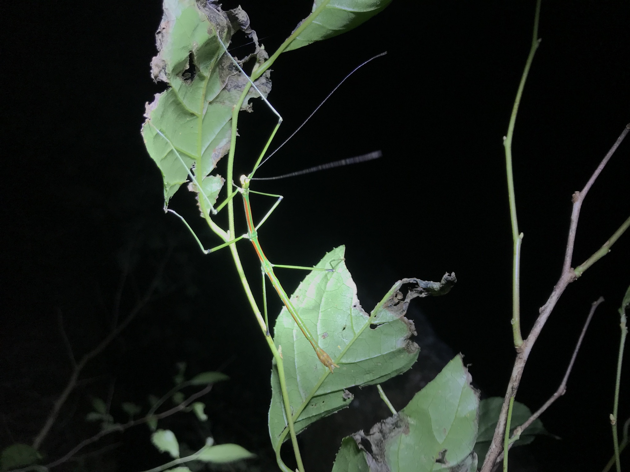 Phraortes elongatus (Thunberg, 1815)