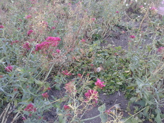 Macroglossum stellatarum