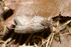 Nycteola asiatica