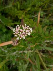 Platysace stephensonii