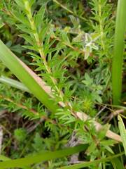 Platysace stephensonii