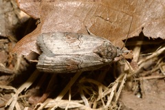 Nycteola asiatica