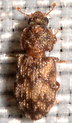 Synchita parvula