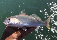 Genyonemus lineatus
