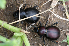 Mariazofia hirtipes