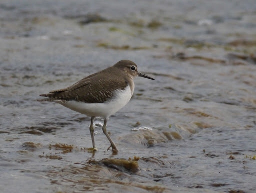 Common Sandpiper