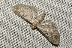 Eupithecia millefoliata