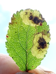 Stigmella plagicolella