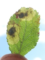 Stigmella plagicolella