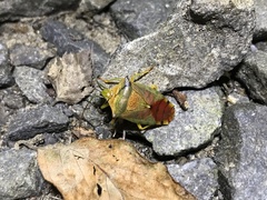 Acanthosoma denticaudum
