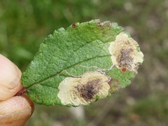 Stigmella plagicolella