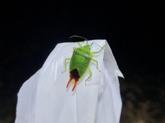Acanthosoma labiduroides