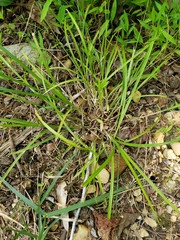 Carex virescens