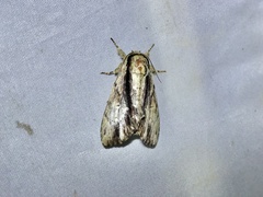 Shaka atrovittatus