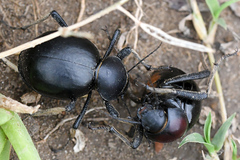 Mariazofia hirtipes