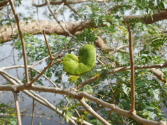 Enterolobium timbouva